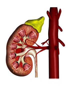 Normal kidney Normal kidney