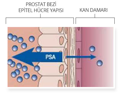 Normal (hastalıksız) prostat dokusu